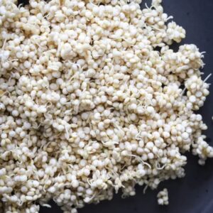 Sprouted Quinoa